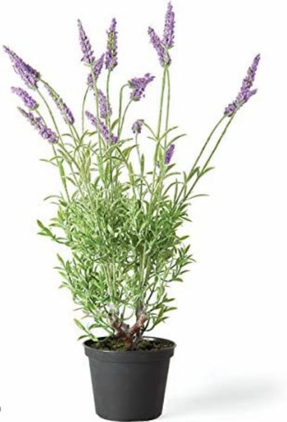 Potted French Lavender