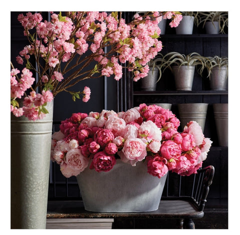 Peony - Fuschia